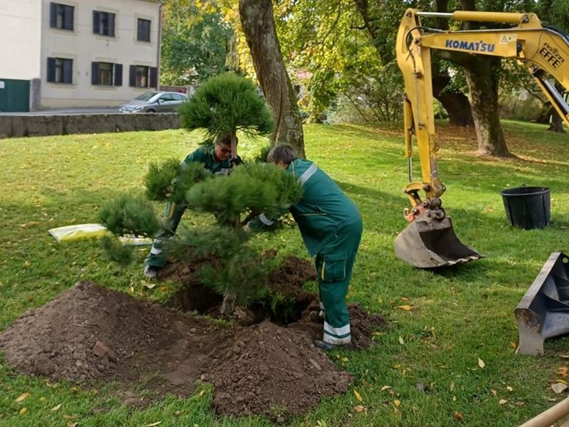 Sadnja stabala, ukrasnog grmlja i proljetnica