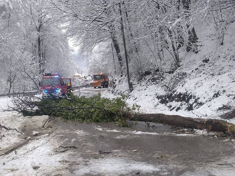 Snijeg rušio stabla