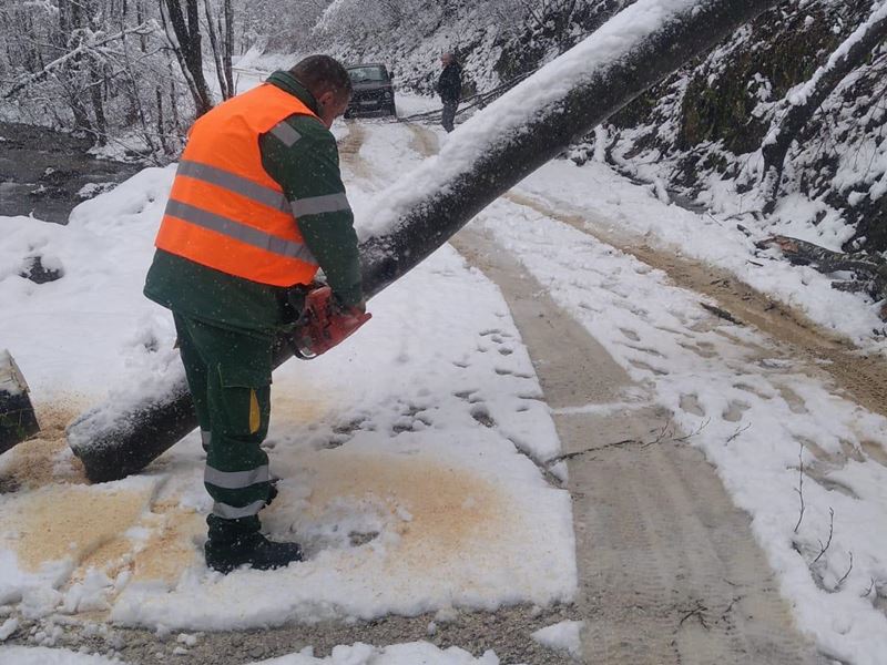 Snijeg rušio stabla