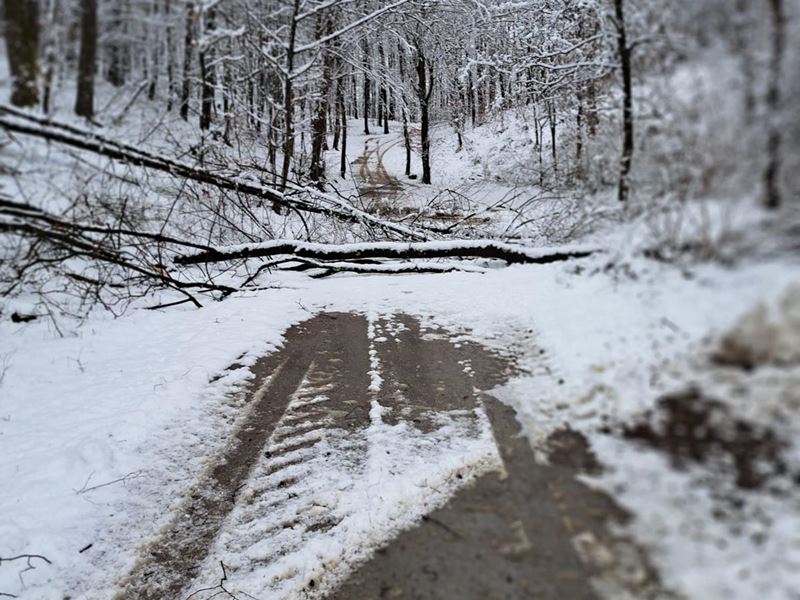 Snijeg rušio stabla