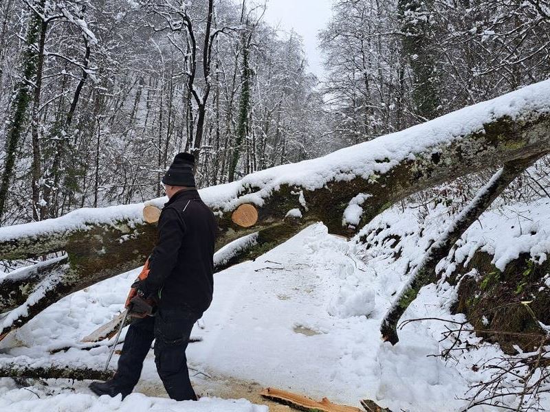 Urušena stabla na prometnici