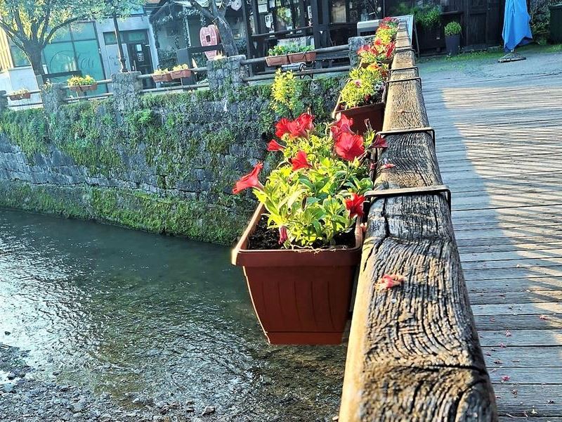 Postavljene žardinjere s ljetnicama