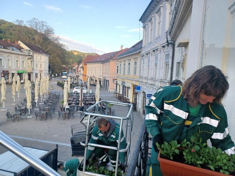 Postavljene žardinjere s ljetnicama